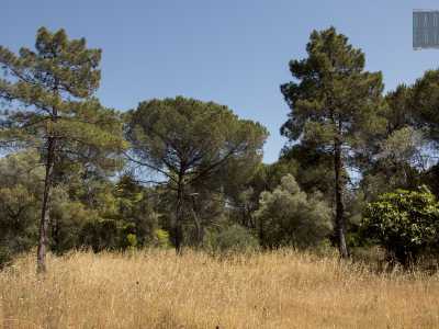 Muoviamo i nostri primi passi su un sentiero che si fa largo tra la vegetazione incolta, "sorvegliati" a distanza da alti pini piantati tra gli anni 40 e 50 del Novecento